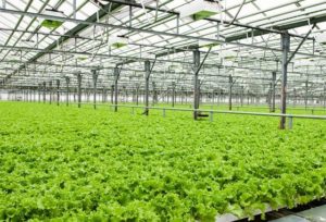 Greenhouses Temp/Humidity Monitoring wireless humidity sensor